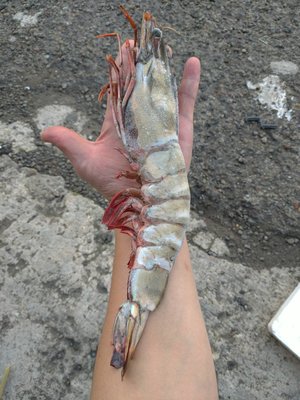 手臂蝦