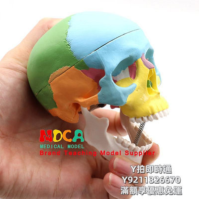 人體模型美迪卡MDCA人體頭顱骨骼迷你頭骨可拆卸解剖美術素描藝用彩色道具學生用教學用模具骷髏仿真模型