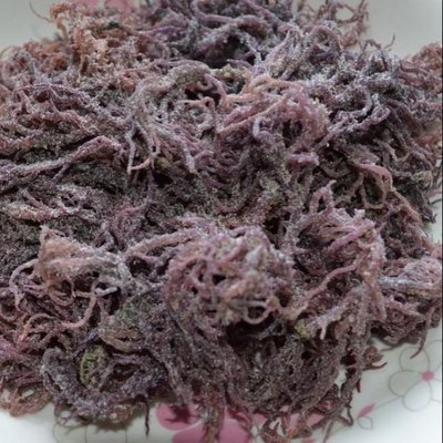 紫色珊瑚草，紫珊瑚草600g