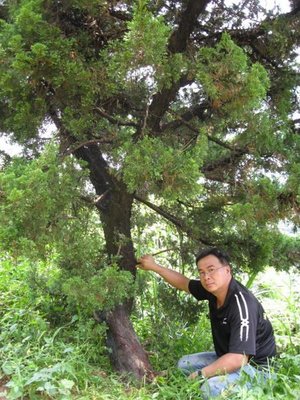 (青山園藝)真柏.頭徑20~30cm.高度3~4米     黑松龍柏桂花油杉青楓七里香象牙木琉球松