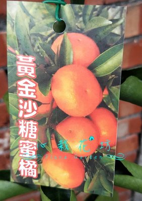 心栽花坊-黃金砂糖橘/黃金沙糖橘/4吋/嫁接苗/水果苗/售價180特價150