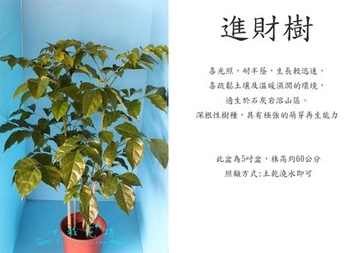 心栽花坊-海南菜豆樹，進財樹/5吋/觀葉植物/室內植物/售價160特價140