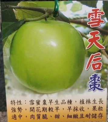 ╭☆東霖園藝☆╮水果苗(雪天后棗 )棗子--雪天后棗--最新品種  蜜棗