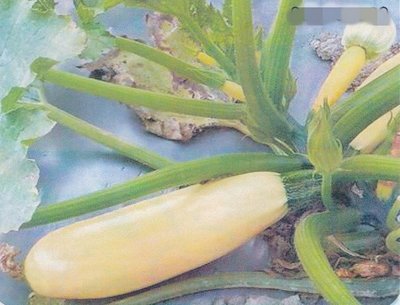 【媽咪蔬果園】、 鵝黃色長櫛瓜 夏南瓜  種子