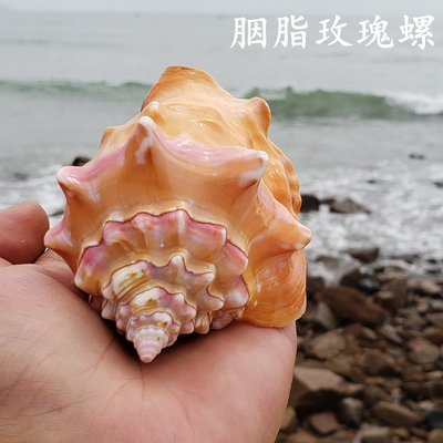 天然大海螺大貝殼胭脂螺玫瑰螺魚缸珊瑚造景送人生日禮物海螺標本，特價