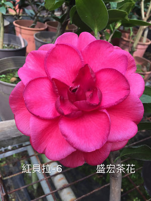 【盛宏茶花】茶花品種︱5吋盆原棵茶花︱紅貝拉