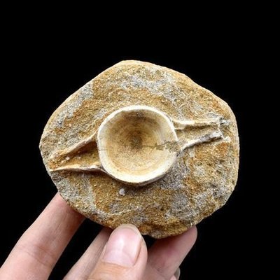 天然脊椎骨鯊魚牙齒滄L牙齒化石古生物化石標本地質科普教學標本~好物特價