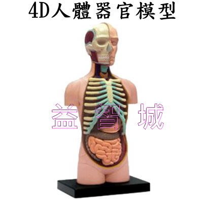 益智城《4D人體模型/人體解剖模型/生物教學模型/器官模型/科學教具/DIY模型/4D Master 》4D人體器官模型
