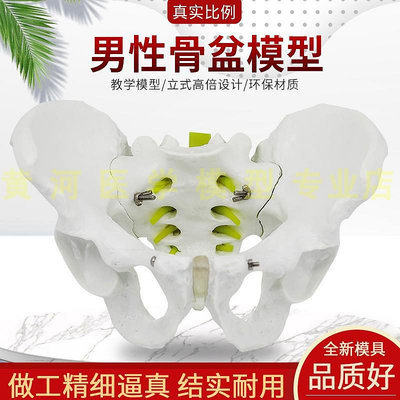 自然大男性骨盆標本模型 髂骨坐骨恥骨演示模型 標準人體骨骼模型