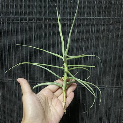 空氣鳳梨 巨型阿海力(香花) T. arhiza Giant