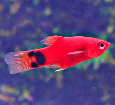 【成崧水族，十送一】紅米奇魚 紅米奇魚 球魚 米奇魚