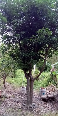 【竹林農莊】青剛櫟 ...常綠庭園樹