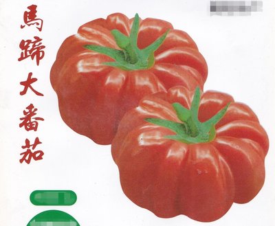 【水果種子S398】馬蹄大番茄~ 個頭大，產量高，單果重350公克左右，果實扁圓瓣棱型，肉質細膩，汁多甜美可口。