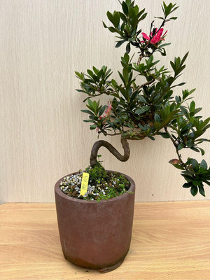 《夢花火》盆景-日本皋月杜鵑品種名（花瓶）盆栽/植栽