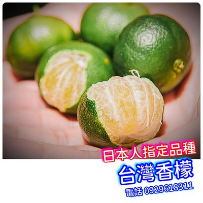 【台灣香檬-掛果盆栽】扁實檸檬，這是最新品種，成樹後結果量多！這批苗木非常漂亮！可種窗台邊，也可以地植！
