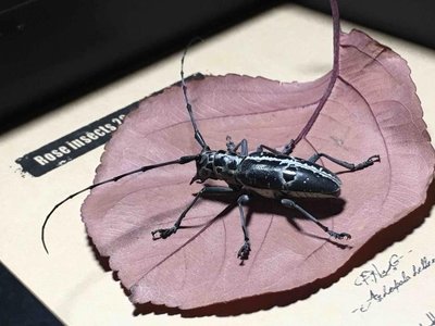 昆蟲記·蘇拉威西原始雨林驚嘆的假面天牛·甲殼蟲標本珍藏·-特價-桃園歡樂購