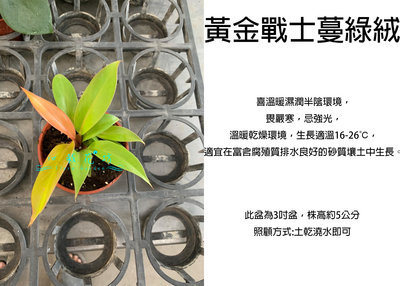 心栽花坊-黃金戰士蔓綠絨/蔓綠絨/3吋/觀葉植物/室內植物/綠化植物/售價360特價300