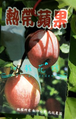 心栽花坊-熱帶蜜蘋果/蘋果/7吋/嫁接苗/蘋果品種/售價700特價600