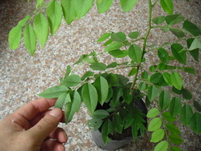 ╭☆東霖園藝☆╮珍貴樹種----海南黃花梨(降香黃檀)黃花梨木----缺貨中