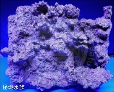 ♋ 秘境水族 ♋【美國CORAL REEF 】 珊瑚礁 人工活石(假活石) 適用裝飾/躲藏/繁殖 (背景板)