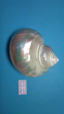 (shelllin 貝殼林)  a050-0202  夜光嶸螺磨光品 (95*86*50 mm)