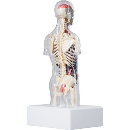 現貨全新Supreme Anatomy Model 人體解剖模型(一組另有優惠) 類