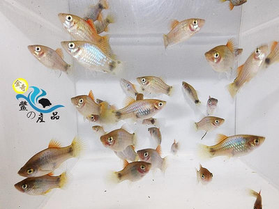 藍米奇魚 高級活餌 易飼養 觀賞魚 全台活體宅配 金奇企業社 3天內出貨