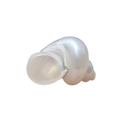 【現貨】天然海螺貝殼白夜光綠螺寄居蟹替換殼去皮小青螺魚缸造景裝飾擺件熱心小賣家
