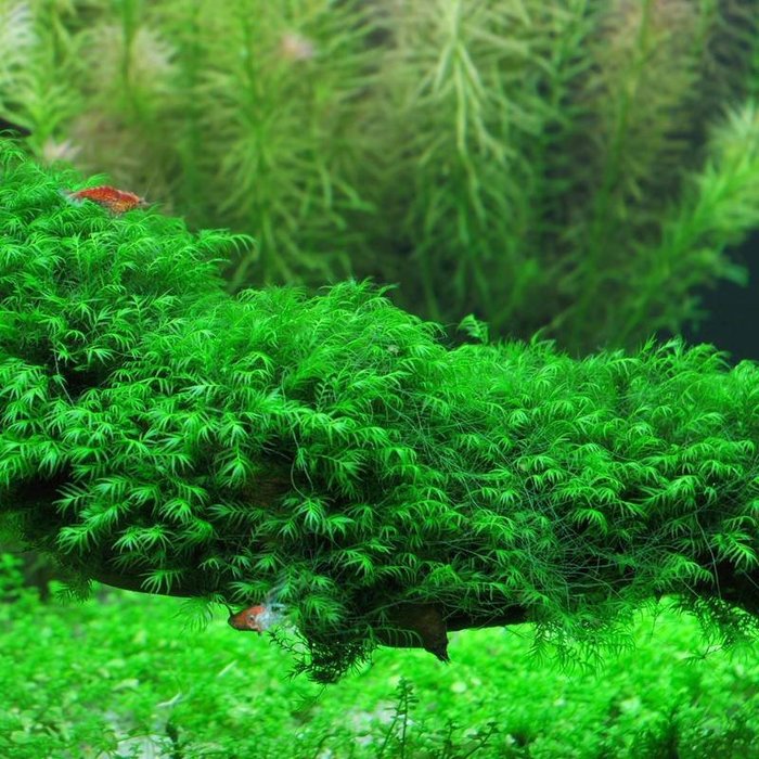 蝦兵蟹將 水草造景 美國鳳尾苔 散裝 份 羽毛苔前景草diy 入門級陰性水草苔蘚類初學者鳳凰莫斯莫絲默思 Yahoo奇摩拍賣