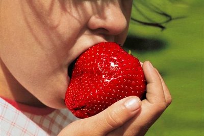 水果果樹苗 ** 雞蛋草莓 ** 2.5吋盆10入/高15-20cm 富含維生素