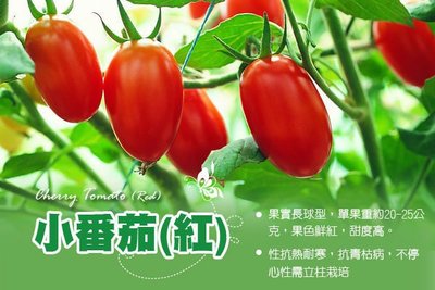 小番茄種子(紅) Tomato F1一代交配 產量高、抗青枯病