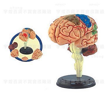 《宇煌》【醫學模型】4DMaster 4D拼裝人體解剖模型 醫用模型 大腦模型腦結構模型_HSDPJ