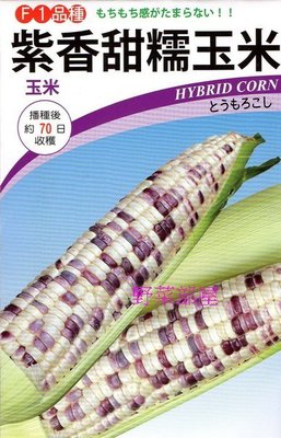 【野菜部屋~】N07 紫香甜糯玉米種子5公克 , 口感香且Q , 甜度高 , 生長強健 , 每包15元 ~