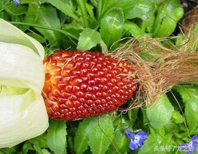 [時花] 草莓玉米 / 紫玉米 乾燥玉米種子串 可以種植