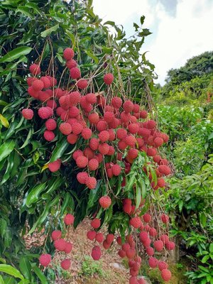 (售完)大丁香玫瑰紅超好吃荔枝，董家高雄燕巢果園自產自銷(5斤裝)