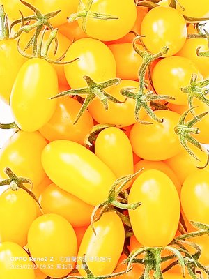 黃金聖女小番茄...產量少每週只到貨1次且每次只1-3箱(1箱10盒)，請務必先預訂或來訊詢問