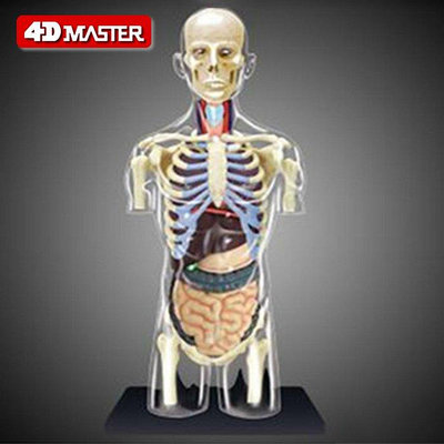 【免運】4DMASTER益智拼裝拼插玩具人體器官4dmaster半身模型內臟拼裝模型  BHD10231-台灣嘉雜貨鋪