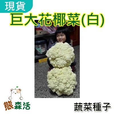 ～全舘滿790免運～日本巨大花椰菜種子(白) 約50粒 進口【熊森活】