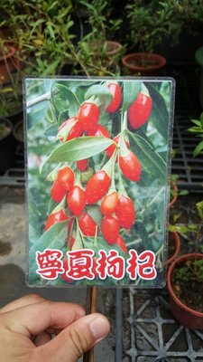 ╭＊田尾玫瑰園＊╯香料植物-(寧夏枸杞)4吋盆180元