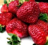 水果苗/日本黑金剛草莓/聖誕紅草莓/美香莎草莓/魔力紅2.5吋5入