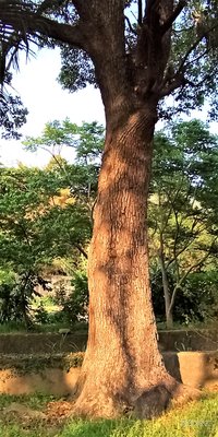 【竹林農莊】 百年 老樟樹        ~  特優庭園主樹 ~ 已被收藏囉！