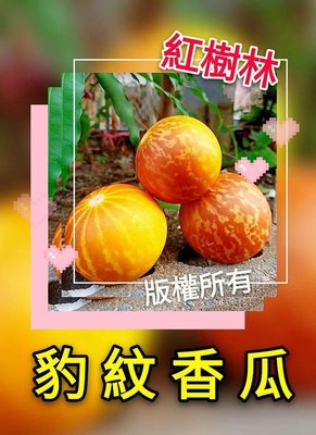 【紅樹林】豹紋香瓜 (種子)~每份15粒