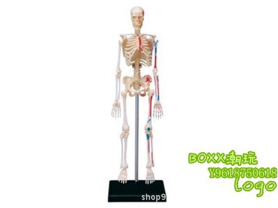 BOxx潮玩~4DMASTER 人體解剖拼裝模型 生物教學教具 藝術擺件 骨架26059