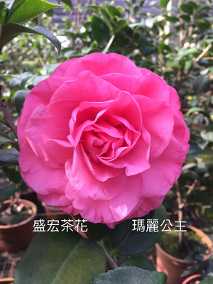 【盛宏茶花】茶花品種︱5吋盆原棵茶花︱瑪麗公主