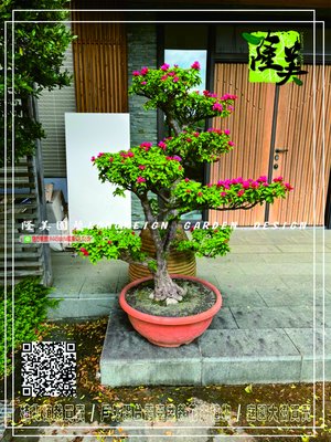 隆美園藝LONGMEIGN-樹的專賣店//中大型日本造型九重葛盆栽