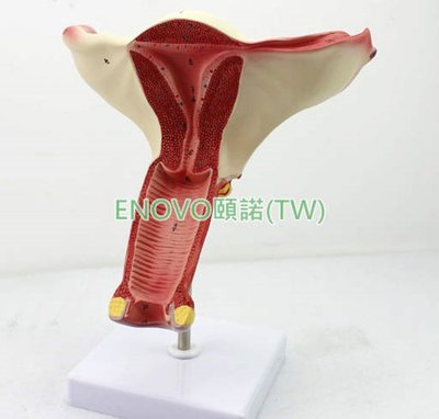 (ENOVO-129) 女性陰道子宮模型卵巢輸卵管模型女性生殖系統解剖婦科