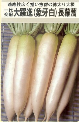 日本象牙白長蘿蔔250粒50元(白緞蘿蔔)