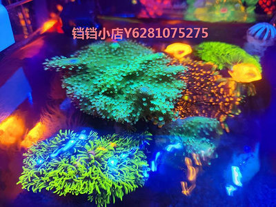 小米家智能海缸珊瑚燈桌面造景水族箱小丑魚缸水草燈DIY改珊瑚燈