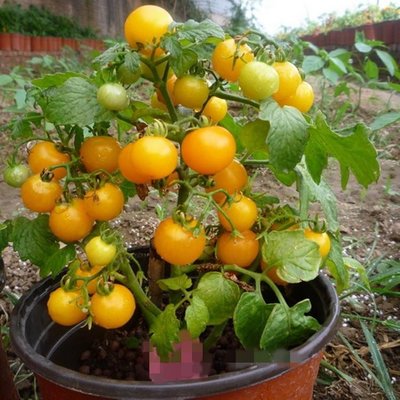 【蔬菜種子S363】黃盆栽番茄~~自封頂矮種類型，株高一般20~30公分，最適合盆栽種植