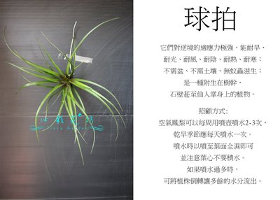 心栽花坊-球拍/空氣鳳梨/懶人植物/售價150特價120